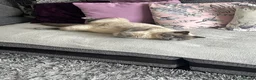 Ragdoll cats for sale: Beautiful ragdoll/short hair 2 years old in Chester - Advert 4