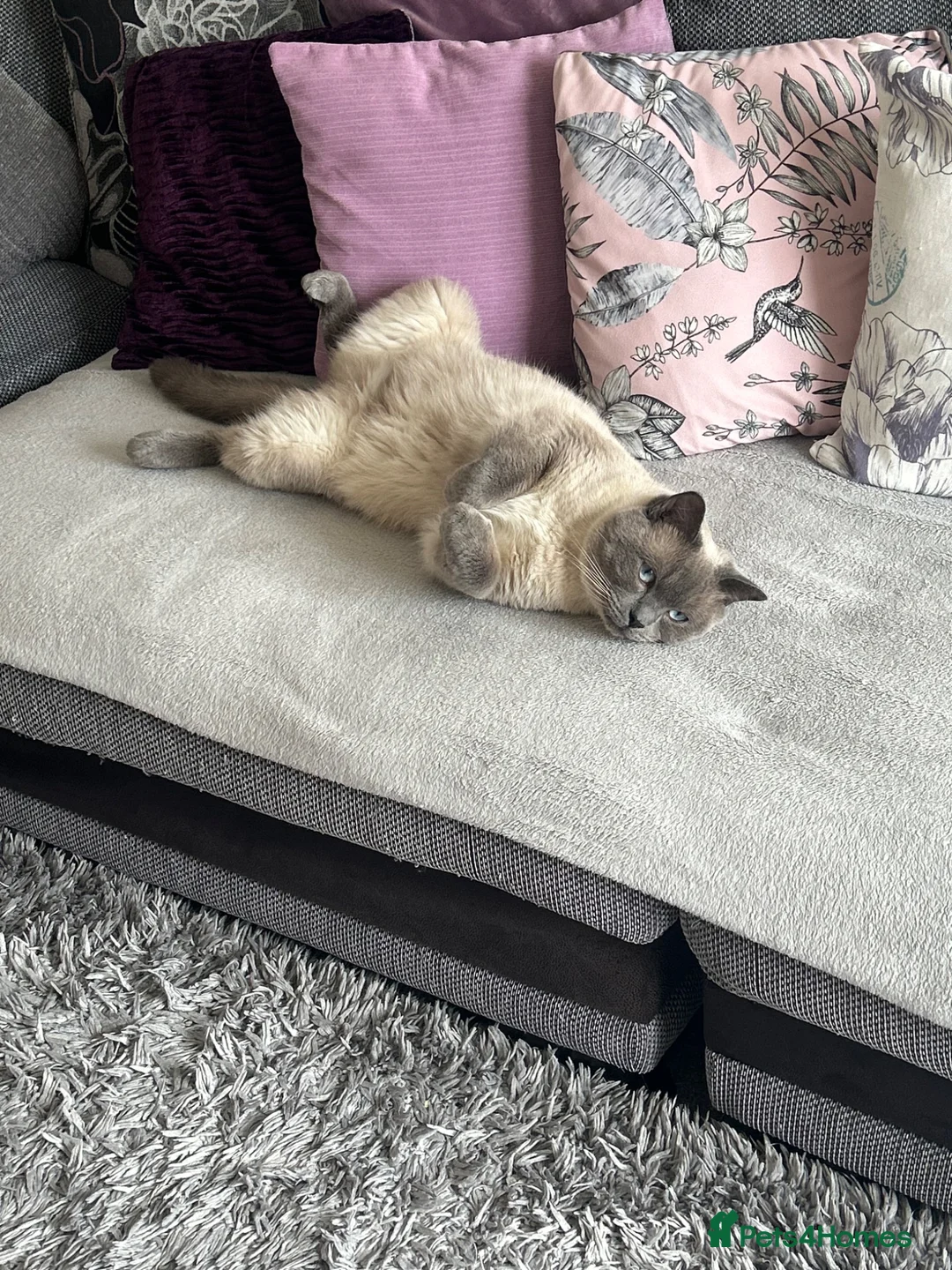 Ragdoll cats for sale: Beautiful ragdoll/short hair 2 years old in Chester - Advert 4