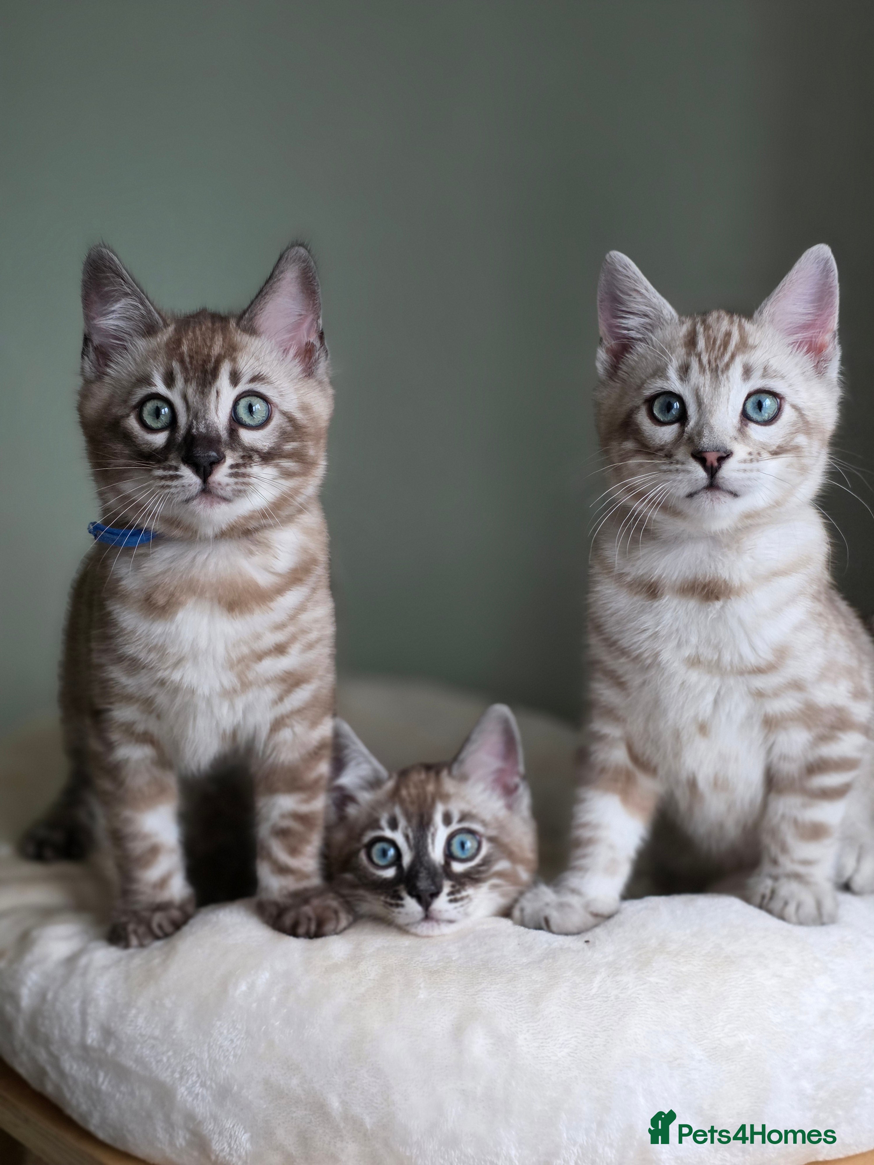 Bengal cats ❄️ Gorgeous Snow and Charcoal Bengals ❄️  - Advert 14