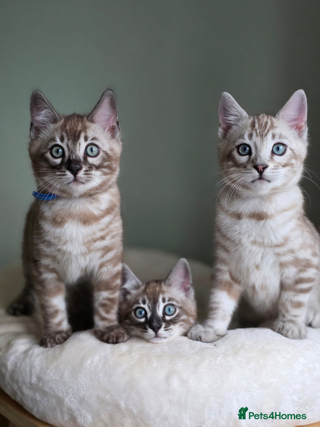 Bengal cats for sale: ❄️ Gorgeous Snow and Charcoal Bengals ❄️  - Advert 1