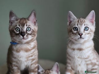 Bengal cats ❄️ Gorgeous Snow and Charcoal Bengals ❄️ - Advert 1