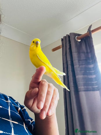 Budgerigars birds Male budgie - Advert 4