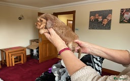 Cocker Spaniel dogs for sale: KC Reg Show Cocker Ext health tested - Image 26