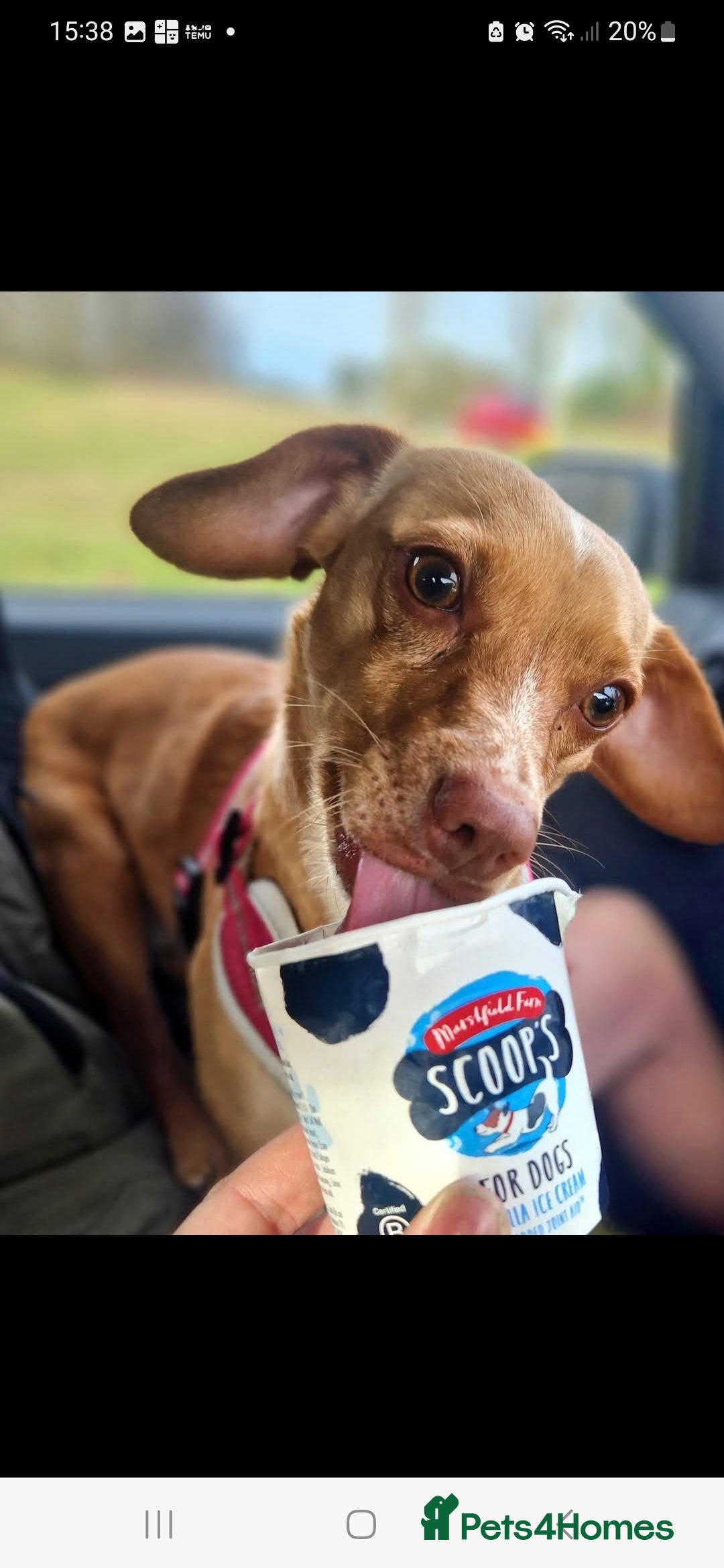 Mixed Breed dogs for sale: Trixie for sale 2year old - Advert 4