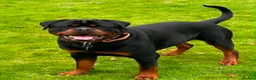 Rottweiler dogs for sale: Rottweiler Male for REHOME  - Advert 2