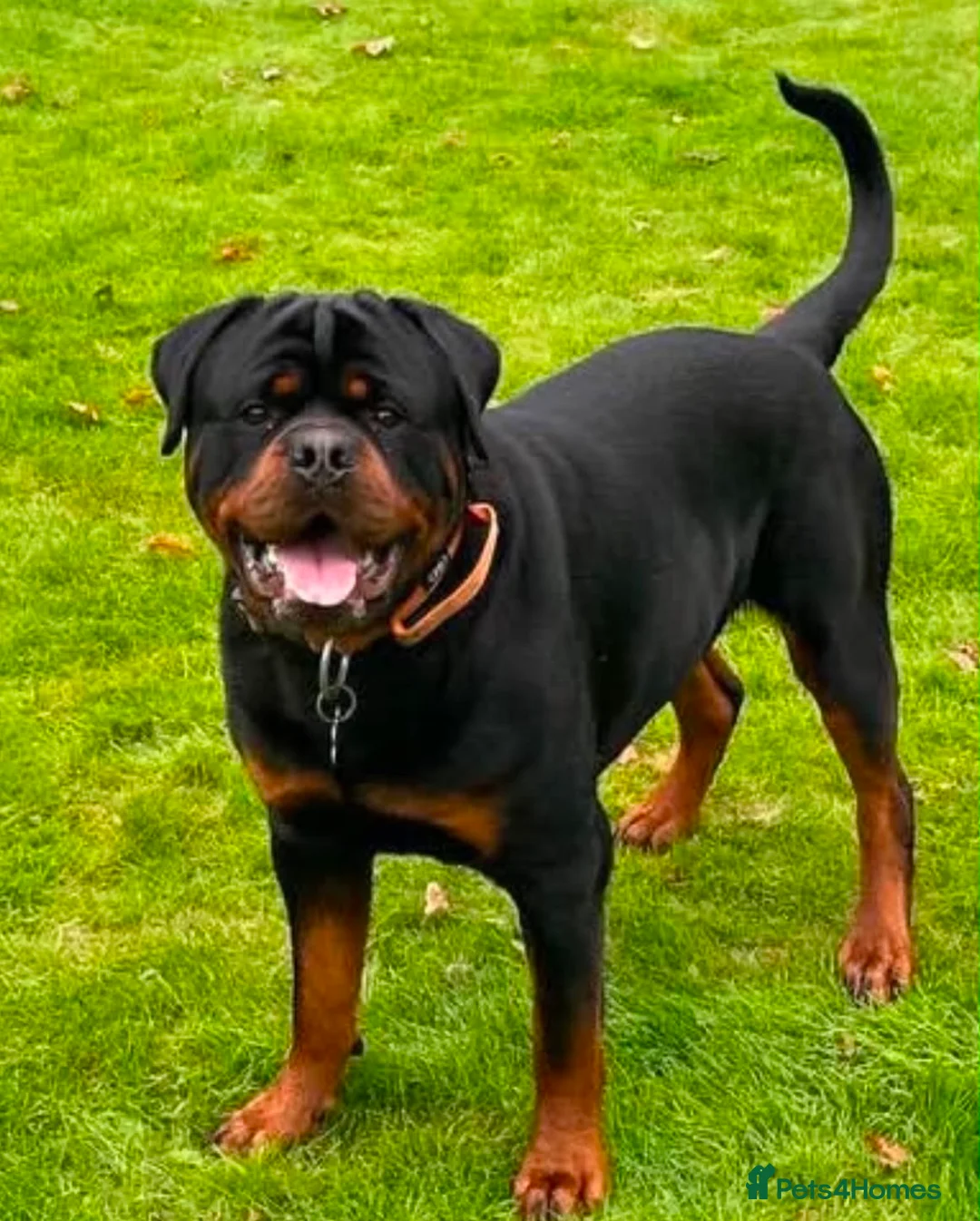 Rottweiler dogs for sale: Rottweiler Male for REHOME  - Advert 2