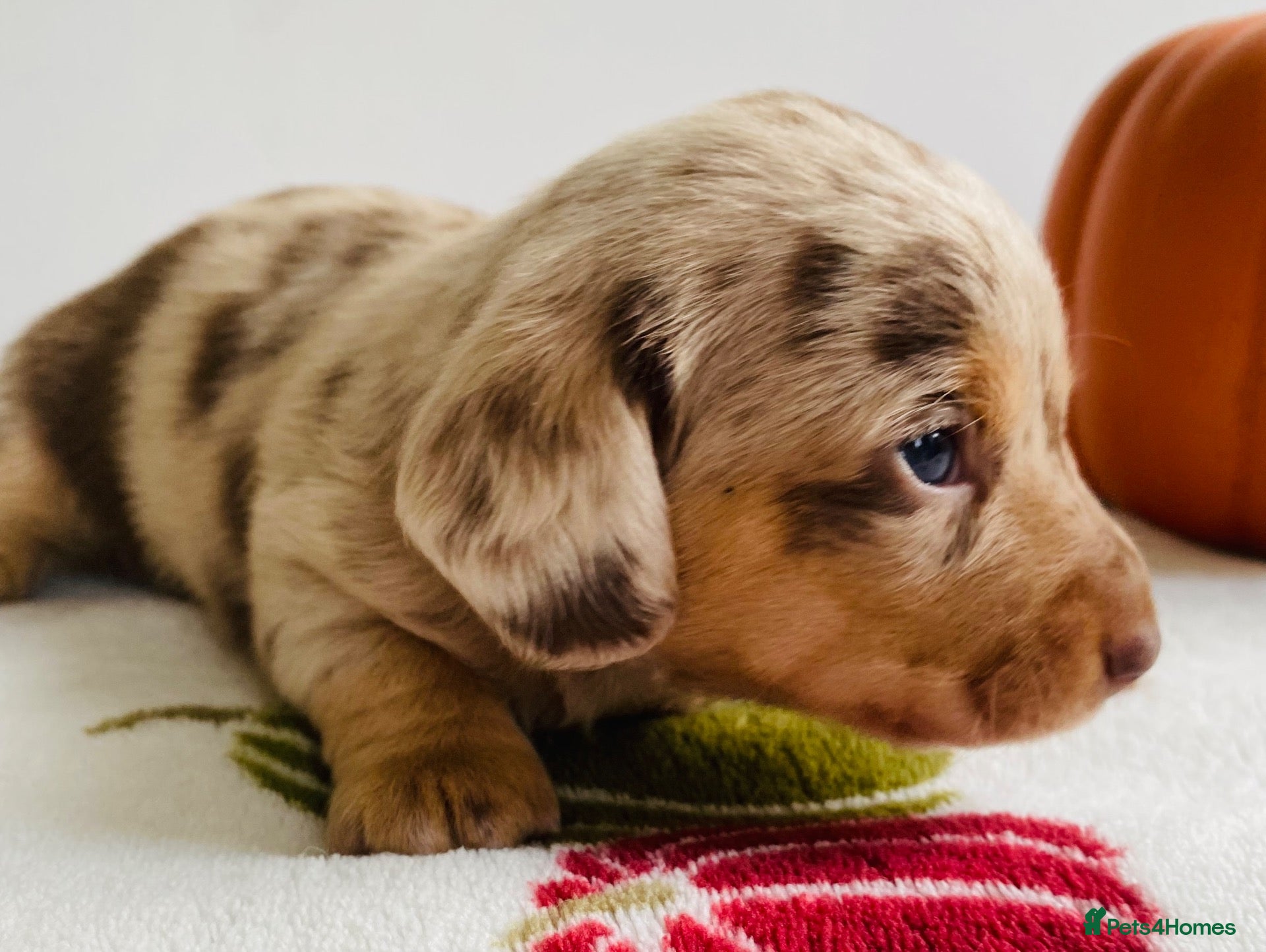 Miniature Dachshund dogs for sale: Miniature dachshund puppies - vet checked - Advert 2