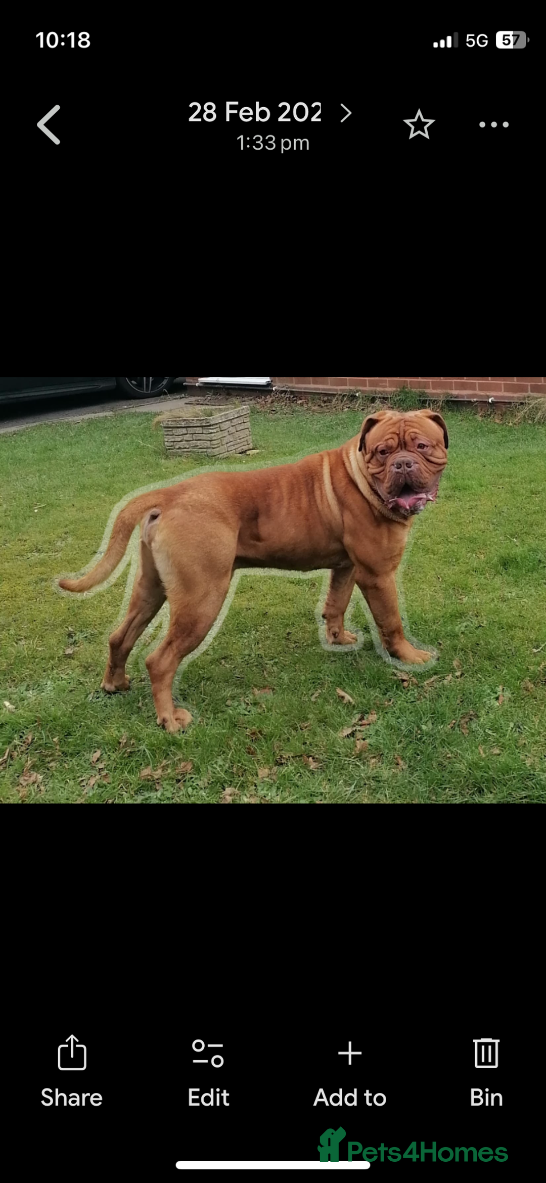Dogue De Bordeaux dogs for sale: Beautiful 7 year old pedigree dogue de Bordeaux - Advert 4