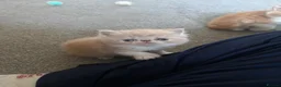 Exotic cats for sale: Stunning exotic and Persians  - Advert 3