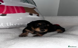 Miniature Dachshund dogs for sale: Miniature Longhair Dachshund Puppies  - Image 4