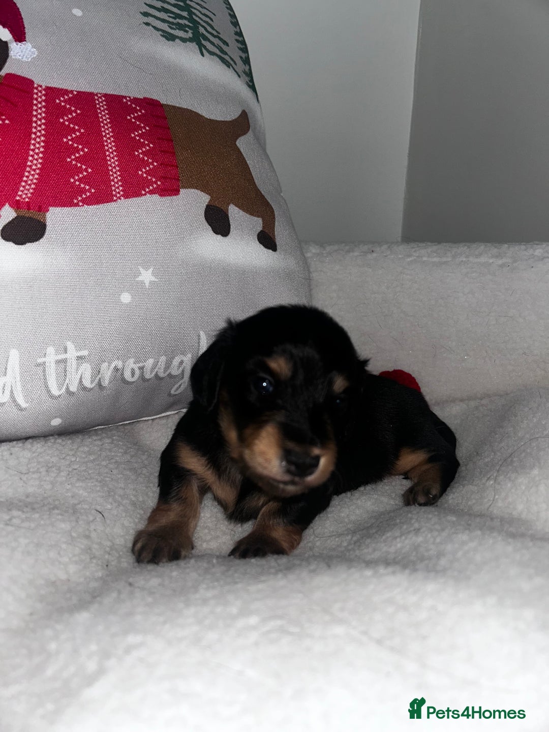 Miniature Dachshund dogs for sale: Miniature Longhair Dachshund Puppies  - Image 4