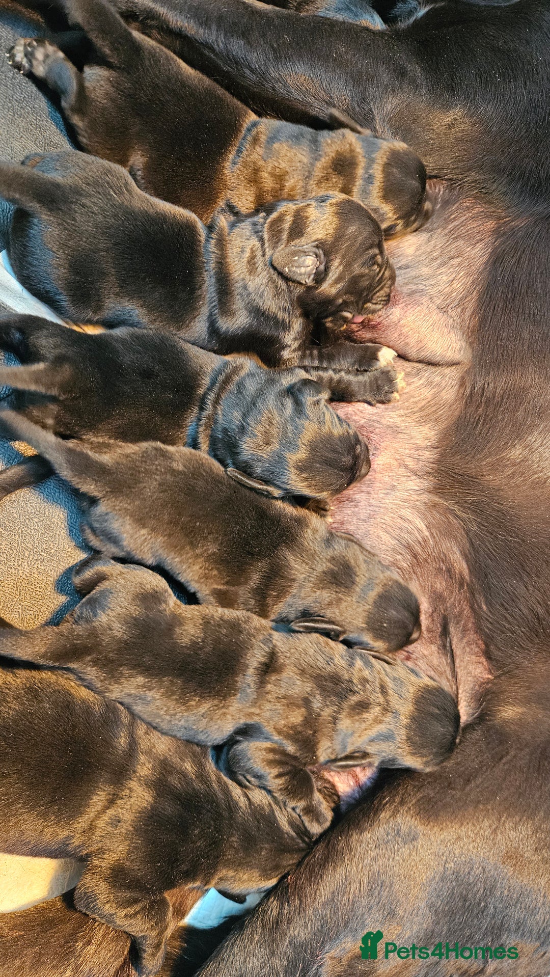 Labrador Retriever dogs for sale: Black labrador puppies working or pet homes - Image 5