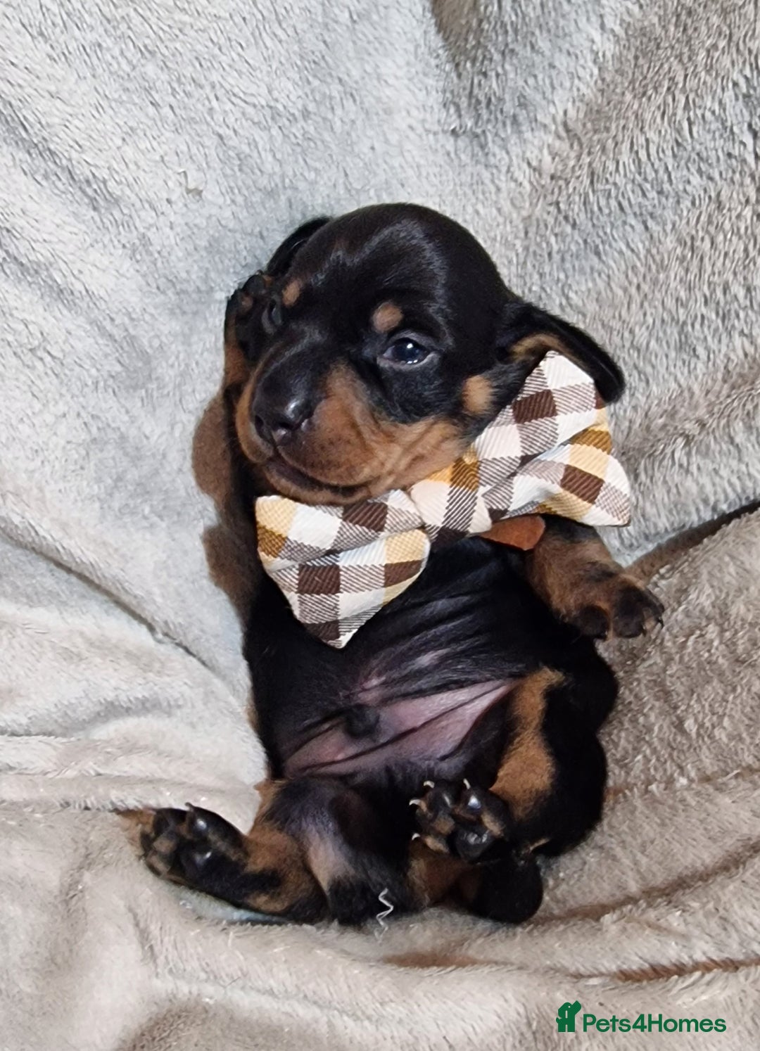 Miniature Dachshund dogs for sale: Champion bloodlines excellent quality KC miniature - Advert 21