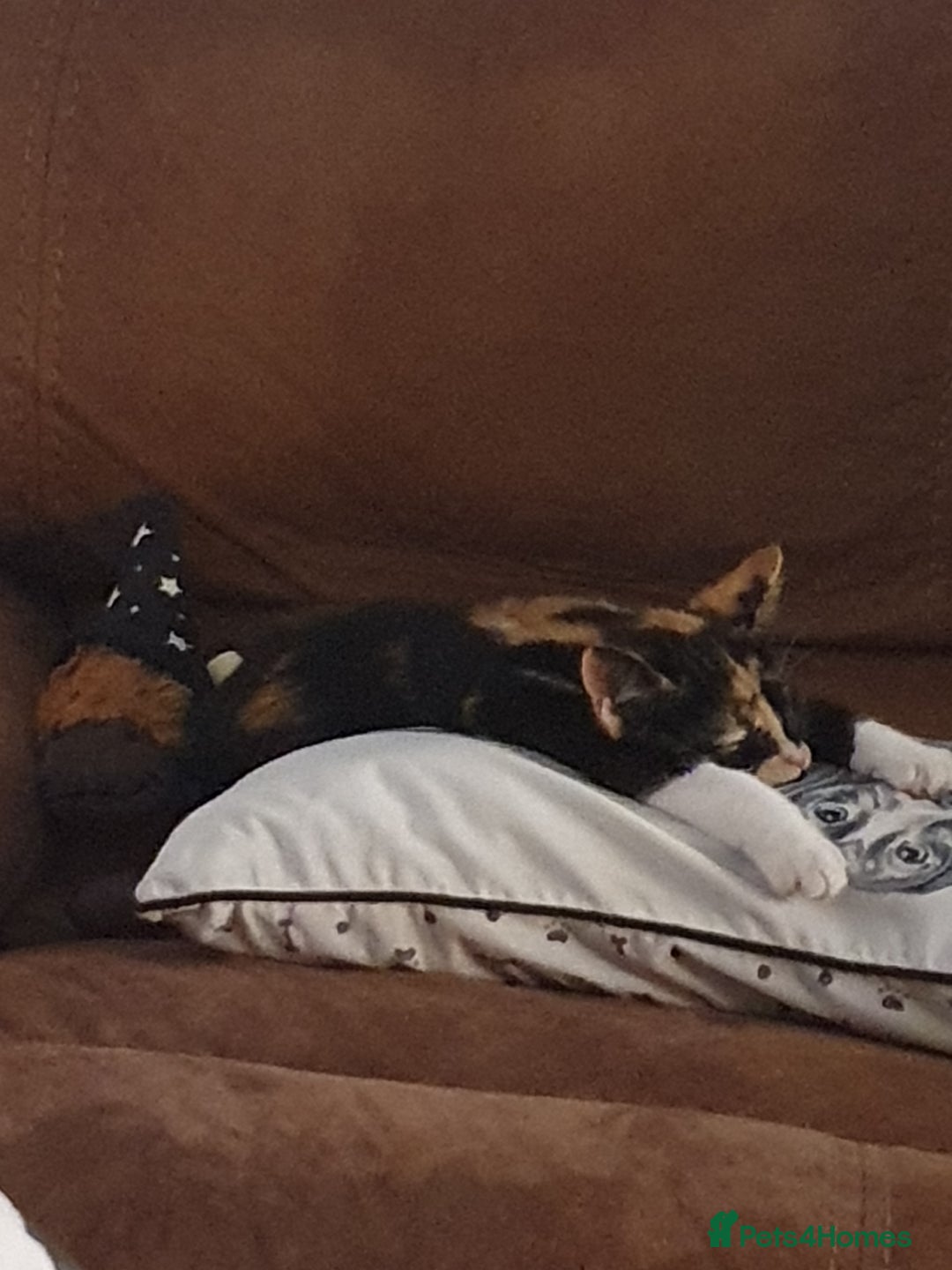 Mixed Breed cats for sale: Calico female kitten - Advert 6