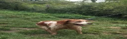 Brittany Spaniel dogs for adoption: Quira in Ilfracombe - Advert 5