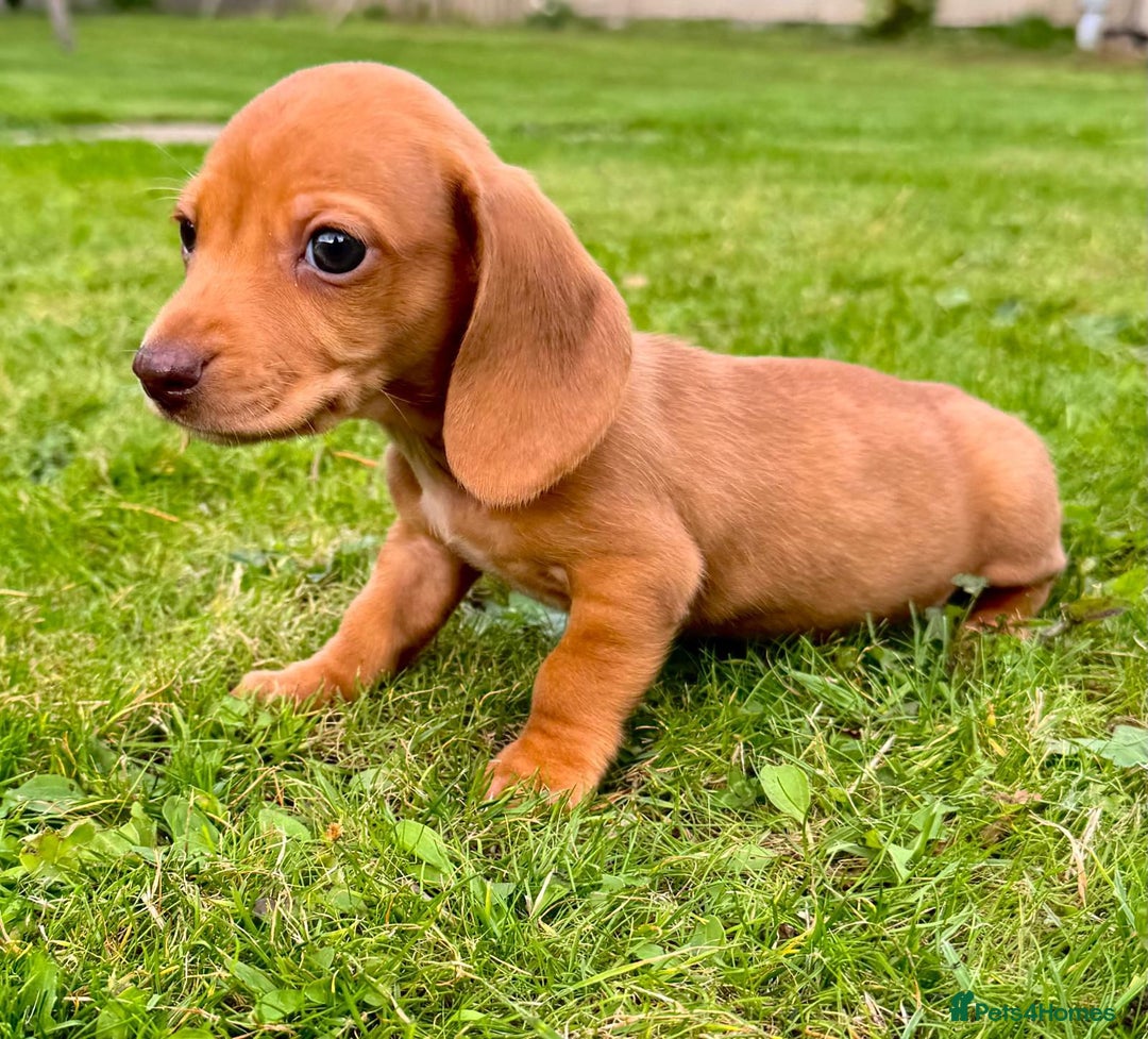 Miniature Dachshund dogs for sale: Red long haired shaded red  - Image 17