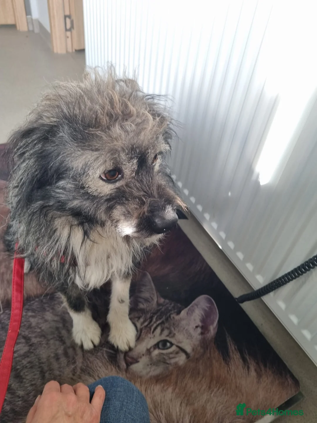 Mixed Breed dogs for sale: STORMY – s Superb young boy for a Loving Home - Advert 11