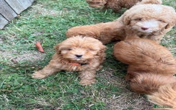 Cavapoo dogs for sale: ⭐️ Stunning ⭐️ F1b Cavapoos ⭐️ Ready Thursday ⭐️ - Image 5