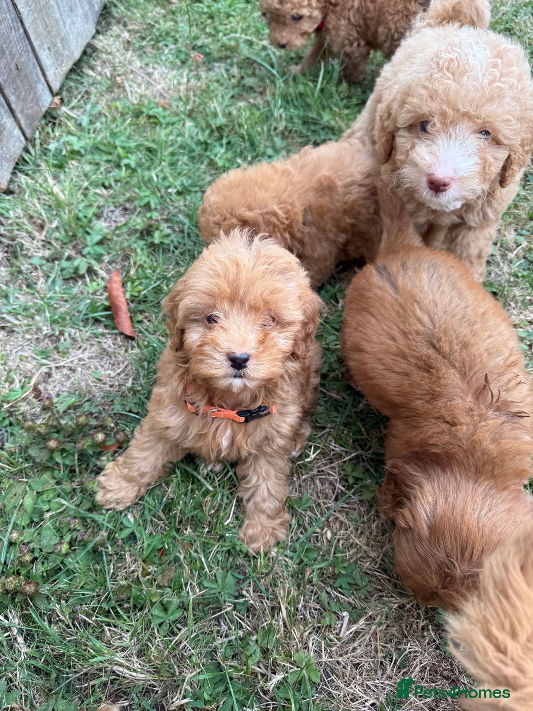 Cavapoo dogs for sale: ⭐️ Stunning ⭐️ F1b Cavapoos ⭐️ Ready Thursday ⭐️ - Image 5