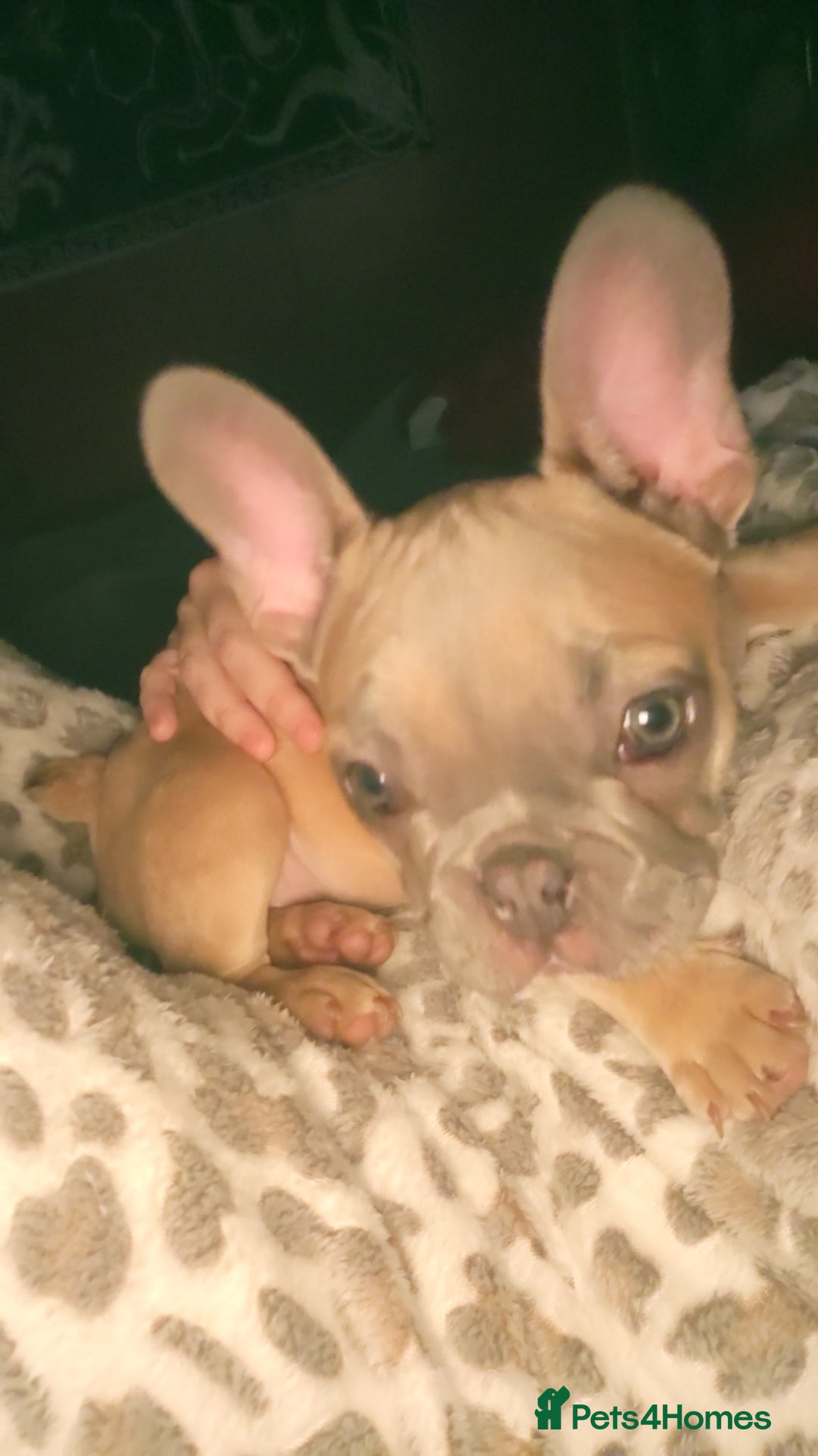 French Bulldog dogs for sale: Blue fawn frenchie baby - Advert 1