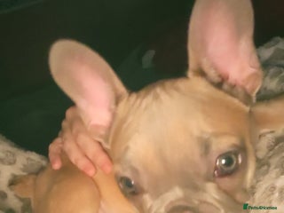 French Bulldog dogs Blue fawn frenchie baby - Advert 1