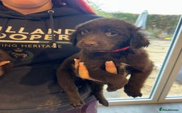 Sproodle dogs for sale: Ready now Springer cross labradoodle - Image 13