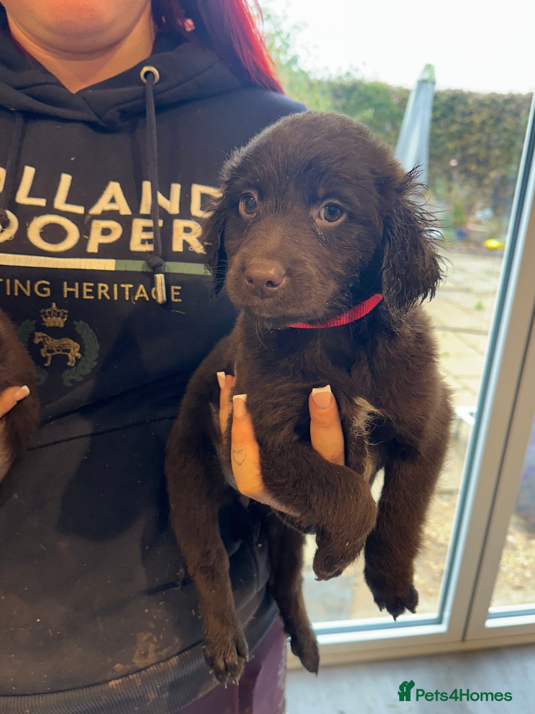 Sproodle dogs for sale: Ready now Springer cross labradoodle - Image 13