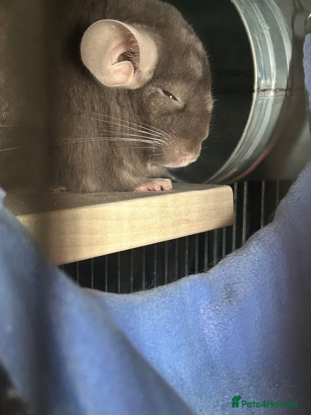 Chinchilla rodents for sale: Female young chinchilla - Advert 4