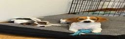 Beagle dogs for sale: Female Beagle 2 Years in Sheffield - Advert 3