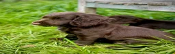 Cocker Spaniel dogs for sale: Working Cocker Bitch - wonderful puppy in Bath - Advert 3