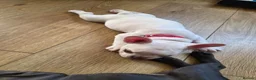 French Bulldog dogs for sale: French bulldog puppies - Advert 10