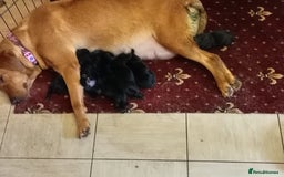 Labrador Retriever dogs for sale: Beautiful litter of black labrador puppies  - Image 4