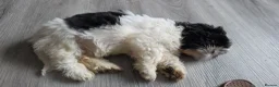 Shih Tzu dogs for sale: LOVELY GIRLS CUTE SHIH TZU PUPPIES READY NOW - Advert 9