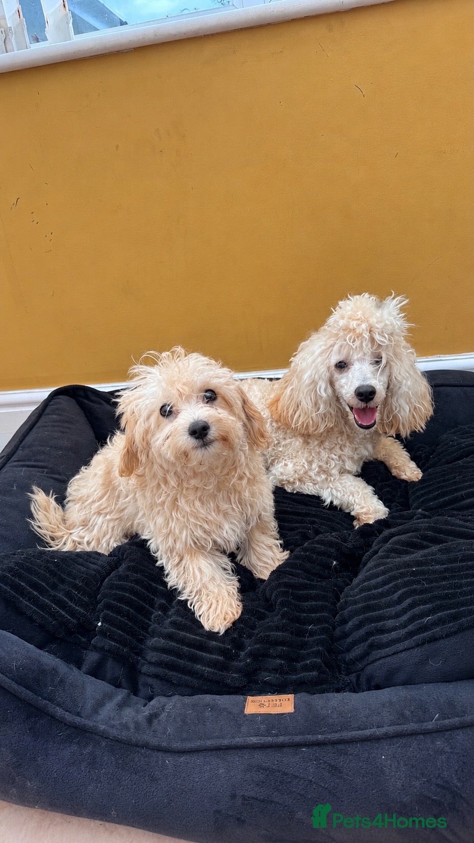 Maltipoo dogs Our Last Available Maltipoo Girl - Advert 2