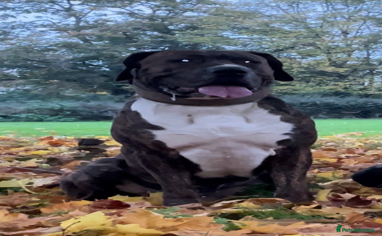 Mixed Breed dogs Presa x American Bulldog  - Advert 1