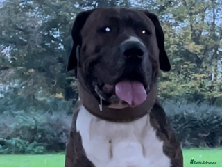 Mixed Breed dogs Presa x American Bulldog - Advert 1