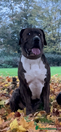 Mixed Breed dogs Presa x American Bulldog - Advert 1