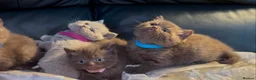 British Shorthair cats for sale: Stunning chocolate kittens available  - Advert 6
