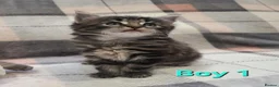 Siberian cats for sale: Adorable Kittens Looking for Loving Homes! 🐾 - Advert 8
