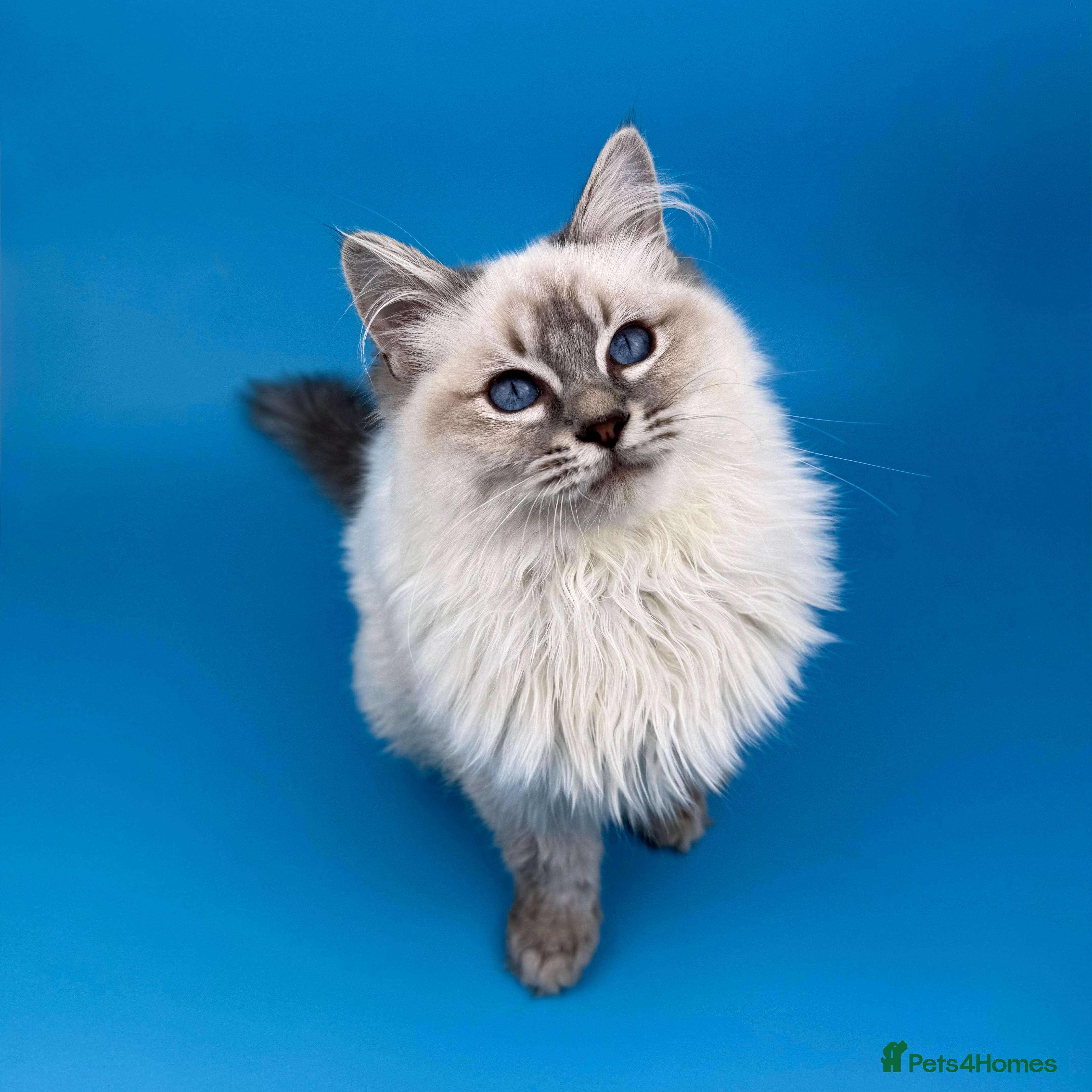 Ragdoll cats ❤️ STUNNING GCCF GRCH SIRED RAGDOLL KITTENS 💚 - Advert 4