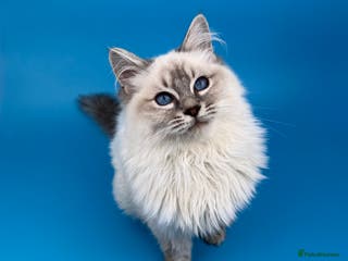 Ragdoll cats ❤️ STUNNING GCCF GRCH SIRED RAGDOLL KITTENS 💚 - Advert 5