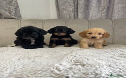 Cockapoo dogs for sale: Cockapoo puppy’s ready Wednesday  - Image 9