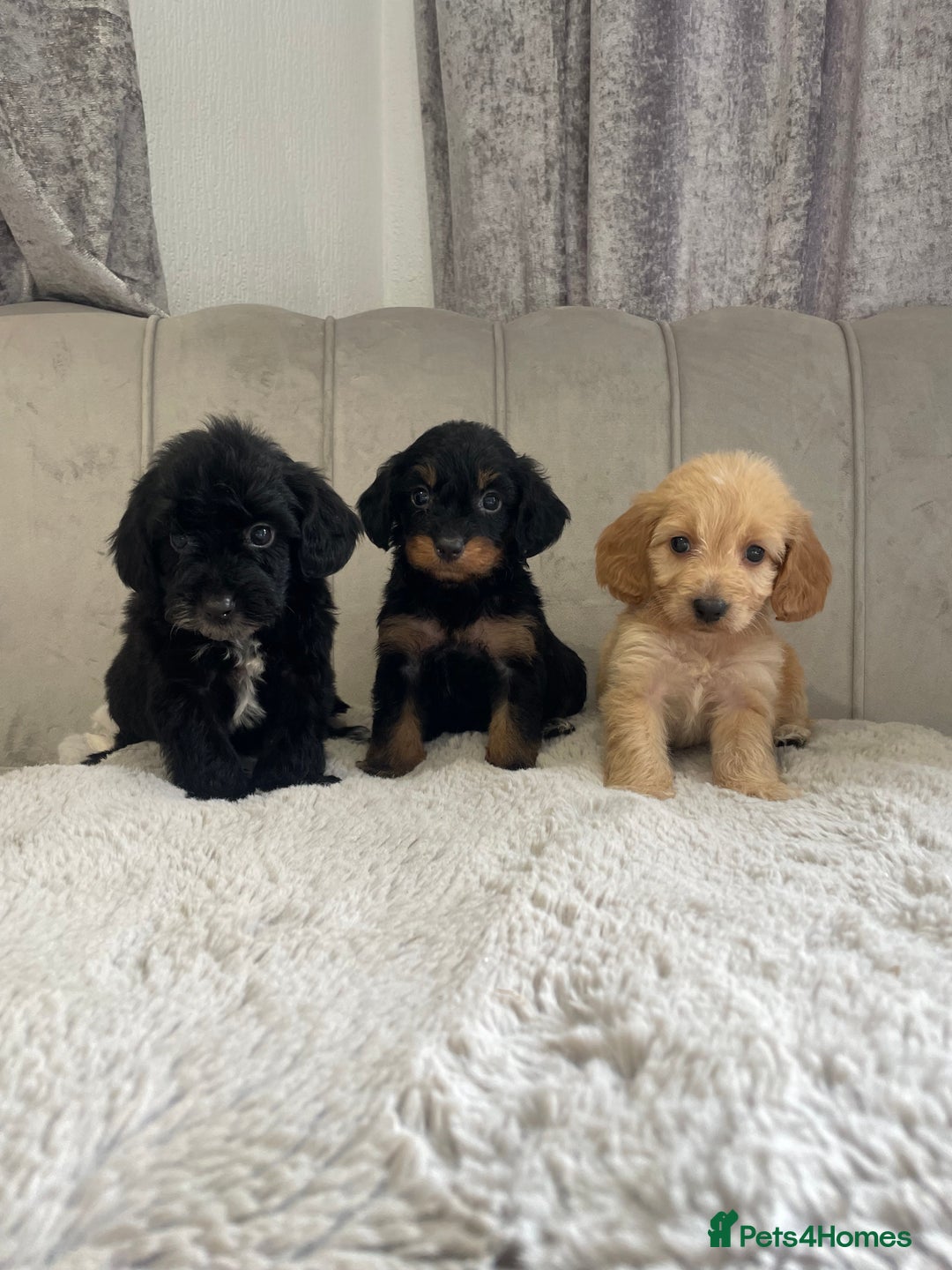Cockapoo dogs for sale: Cockapoo puppy’s ready Wednesday  - Image 9