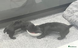 Cocker Spaniel dogs for sale: Kennel club working cocker spaniel pups  - Image 5