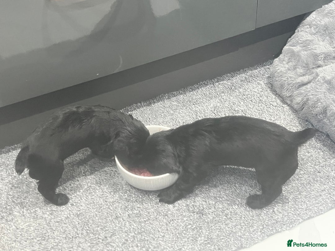 Cocker Spaniel dogs for sale: Kennel club working cocker spaniel pups  - Image 5