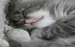 British Longhair cats for sale: Beautiful female kitten  - Image 3