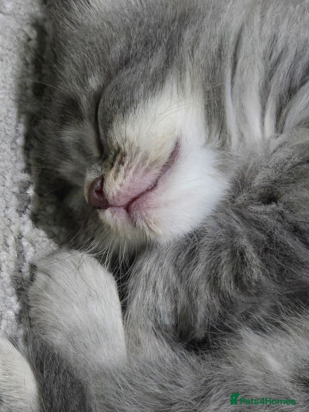 British Longhair cats for sale: Beautiful female kitten  - Image 3