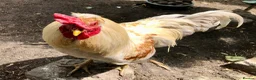 Chickens poultry for sale: Cockerel Rooster For Sale in Bolton - Advert 4