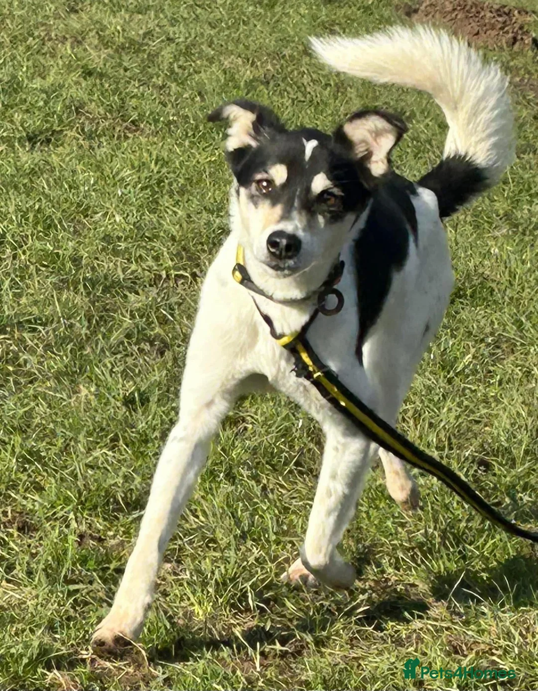 Mixed Breed dogs for adoption: Pippa - Norwich Norfolk  in Norwich - Advert 16