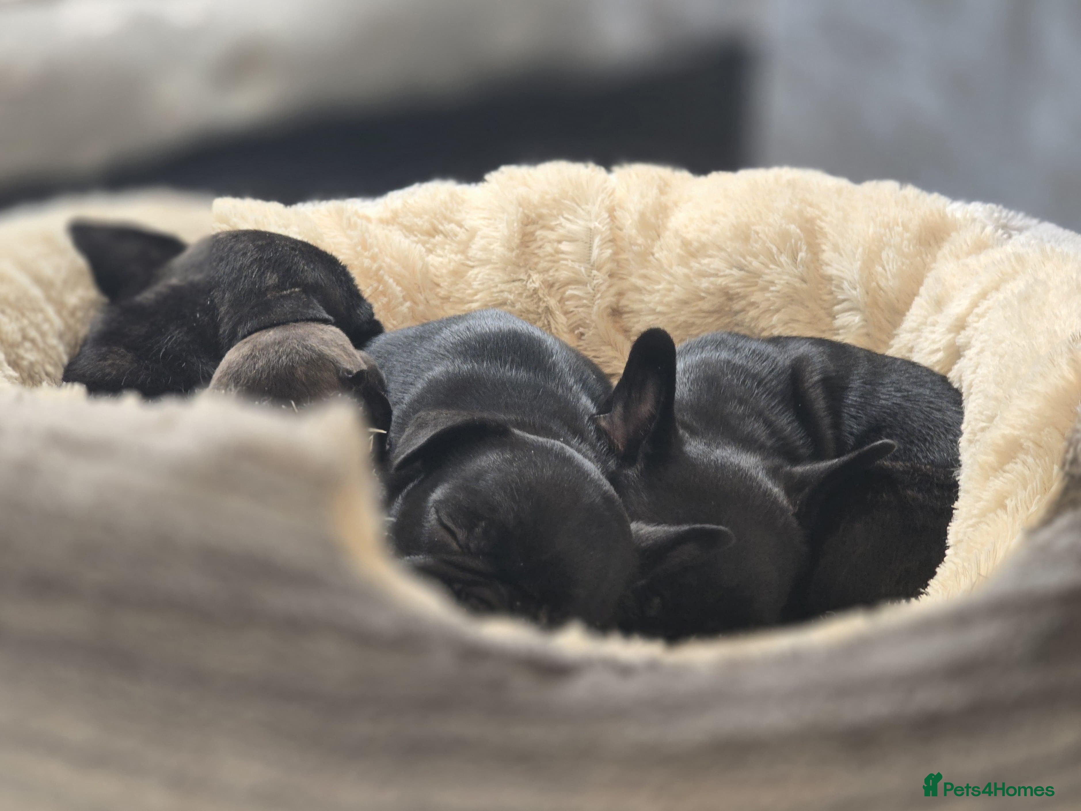 Frug dogs ✨French Bulldog Puppies Looking for Loving Homes✨  - Advert 3